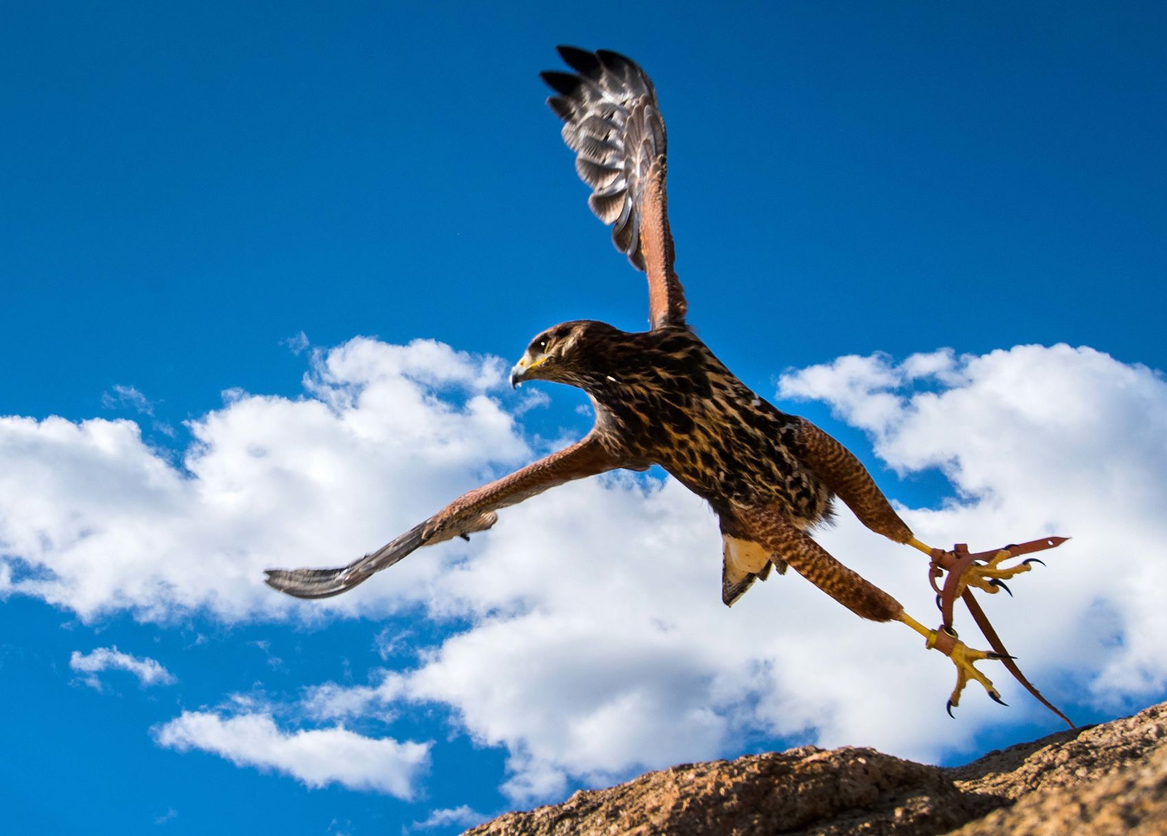 falconry